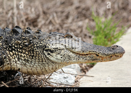 Un gros plan d'une tête d'alligator Banque D'Images