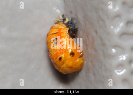 Nymphe coccinelle asiatique. Banque D'Images