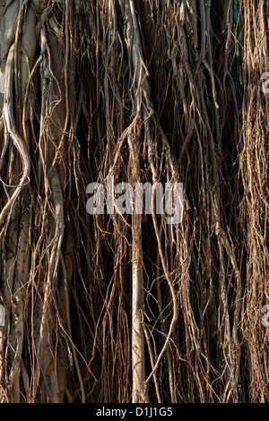 Ficus benghalensis. Les racines aériennes d'un banian indien Banque D'Images