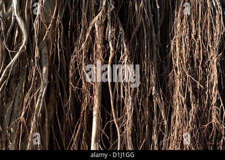 Ficus benghalensis. Les racines aériennes d'un banian indien Banque D'Images