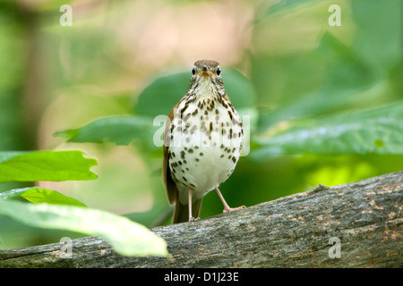 Bois Grive oiseaux oiseaux oiseaux oiseaux chanteurs oiseaux chanteurs ornithologie Science nature faune Environnement Grive Banque D'Images