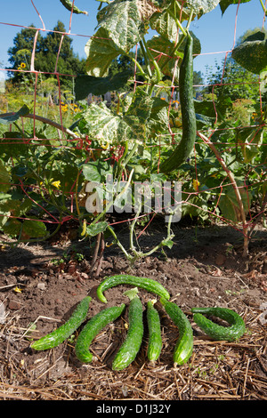 Les concombres sont issus de l'agriculture biologique. Nom scientifique : Cucumis sativus. Banque D'Images