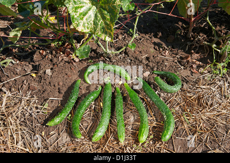 Les concombres sont issus de l'agriculture biologique. Nom scientifique : Cucumis sativus. Banque D'Images