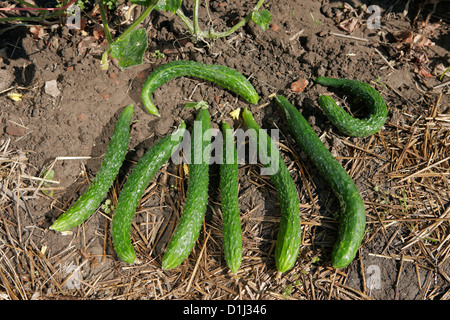 Les concombres sont issus de l'agriculture biologique. Nom scientifique : Cucumis sativus. Banque D'Images