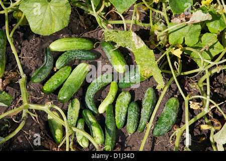 Les concombres sont issus de l'agriculture biologique. Nom scientifique : Cucumis sativus. Banque D'Images