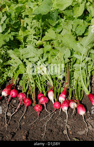 Culture biologique de radis. Nom scientifique : Raphanus sativus. Banque D'Images