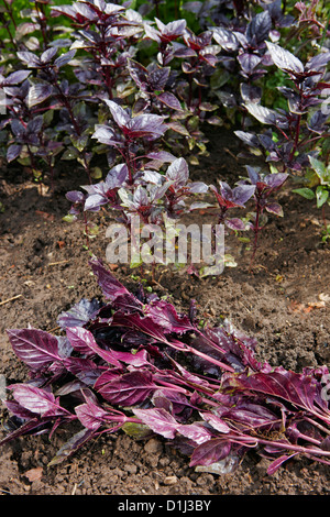 Basilic rouge cultivé organiquement. Nom scientifique: Ocimum basilicum. Banque D'Images