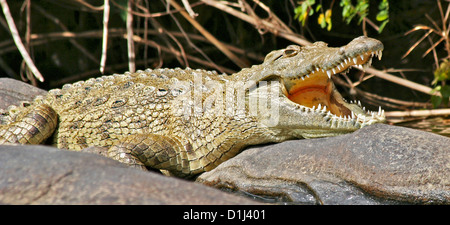 Un crocodile du Nil sur la rivière Kunene, le nord de la Namibie Banque D'Images