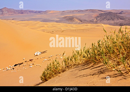 La mort dans les montagnes du nord de la Namibie, Hartman Banque D'Images