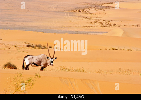 Un Oryx dans les montagnes de la région de Kunene, Hartman, le nord de la Namibie Banque D'Images