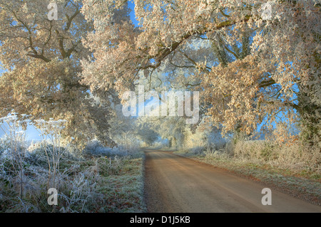 Givre sur les arbres, Cotswolds, Gloucestershire, Angleterre. Banque D'Images