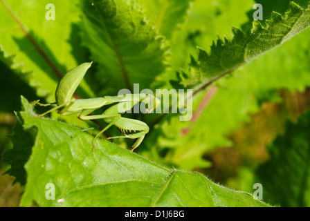 Grasshopper percher sur une feuille Banque D'Images