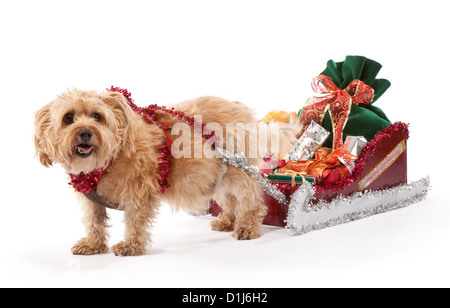 Chien de terrier de Norfolk âgés de 7 ans tirant un traîneau à Noël Banque D'Images