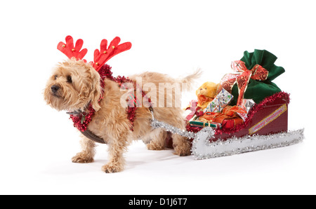 Chien de terrier de Norfolk âgés de 7 ans tirant un traîneau à Noël Banque D'Images