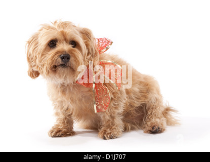 Chien de terrier de Norfolk âgés de 7 ans avec une croix rouge et or Christmas bow Banque D'Images