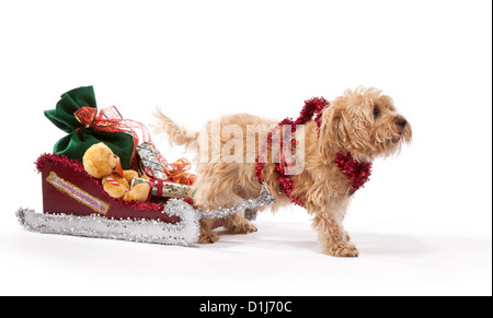 Chien de terrier de Norfolk âgés de 7 ans tirant un traîneau à Noël Banque D'Images