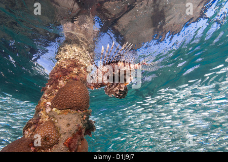Un poisson-papillon coupe une swirm autour d'un banc de poissons-appâts artificiels autour d'une jambe jetée près de la surface Banque D'Images