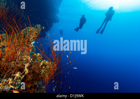 Un groupe de plongeurs en silhouette nager à côté d'un whip coral reef wall sur une profonde Banque D'Images