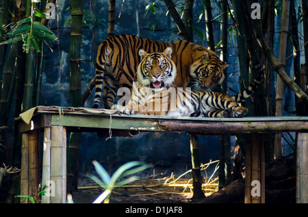 Tigre dans le Zoo de Sydney, Australie Banque D'Images