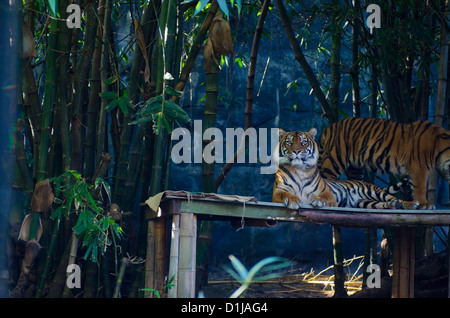 Tigre dans le Zoo de Sydney, Australie Banque D'Images