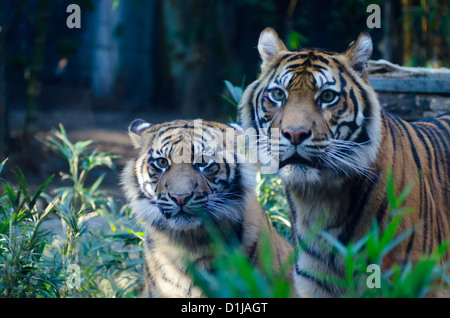 Tigre dans le Zoo de Sydney, Australie Banque D'Images