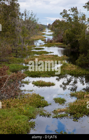 La Barataria, préserver une partie de parc historique national et réserve Jean Lafitte Banque D'Images