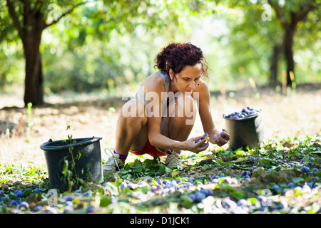 Young Woman picking prunes au moment de la récolte, dans des seaux Banque D'Images