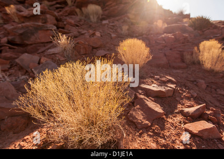 Tumbleweed le long des falaises du Grand Canyon West Eagle Point nation Hualapai réservation, AZ. Banque D'Images