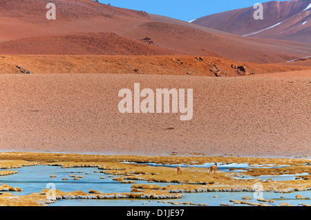 Des vigognes dans la lagune près de Salar de Tara, Chili Banque D'Images