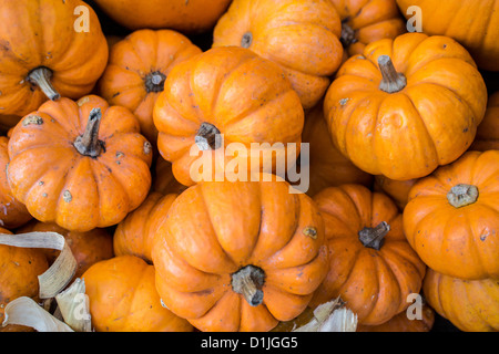 Une citrouille est une gourde-comme le squash du genre Cucurbita et la famille Cucurbitaceae Banque D'Images