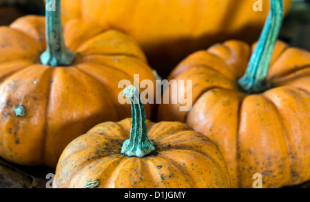 Une citrouille est une gourde-comme le squash du genre Cucurbita et la famille Cucurbitaceae (qui comprend également les gourdes) Banque D'Images