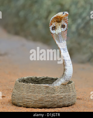 Cobra. Un serpent venimeux. Pays de Sri Lanka Banque D'Images