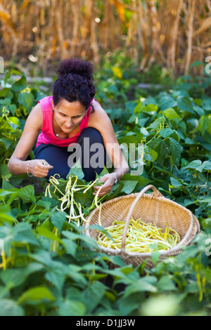 Woman picking gousses de haricots dans un panier Banque D'Images