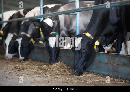 L'alimentation des vaches en grande étable dans une ferme Banque D'Images