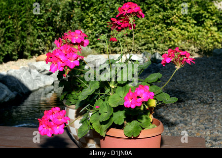 Géranium rouge dans un pot sur jardin Banque D'Images