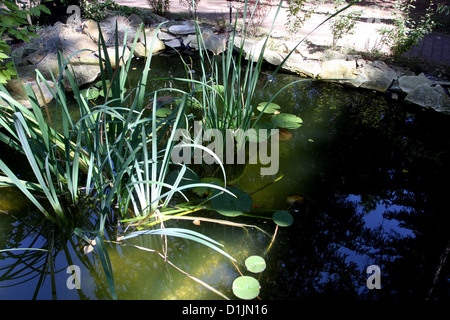 Petit étang de jardin plantes d'eau qui poussent dans un étang peu profond Banque D'Images