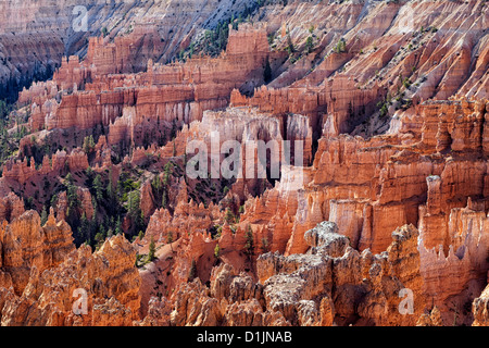 Reflet de la lumière du matin illumine les hautes cheminées au coucher du soleil Ancragedans Utah's Parc National de Bryce Canyon. Banque D'Images