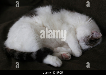 Un chat endormi. Banque D'Images