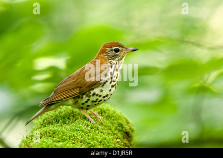 Bois Grive oiseaux oiseaux oiseaux oiseaux chanteurs oiseaux chanteurs ornithologie Science nature faune Environnement Grive Banque D'Images