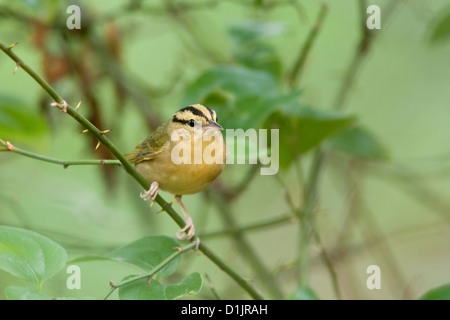 Paruline à ver chez les oiseaux de Greenbriar oiseaux oiseaux chanteurs oiseaux chanteurs oiseaux chanteurs ornithologie Science nature faune Environnement Parulines Banque D'Images