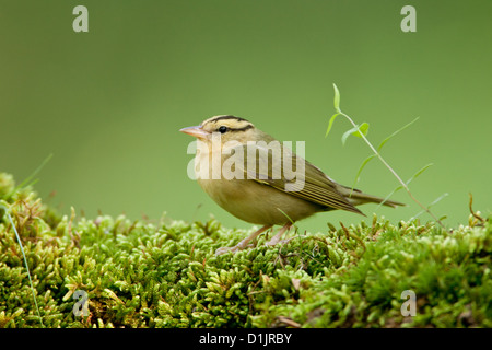 Paruline à ver sur la mousse oiseaux oiseaux oiseaux oiseaux oiseaux chanteurs oiseaux chanteurs ornithologie Science nature faune Environnement Parulines Banque D'Images