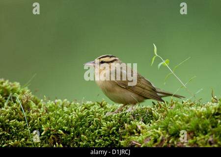 Paruline à ver sur la mousse oiseaux oiseaux oiseaux oiseaux oiseaux chanteurs oiseaux chanteurs ornithologie Science nature faune Environnement Parulines Banque D'Images