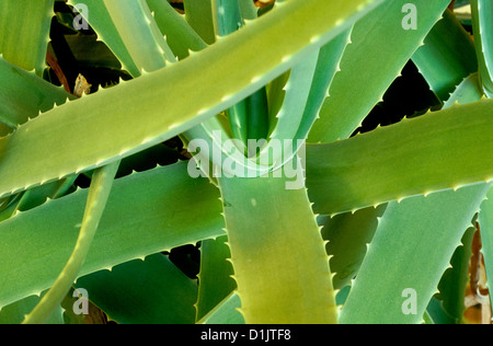 Plante d’Aloe vera Banque D'Images