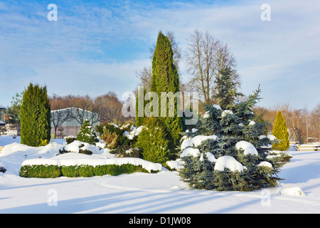 L'hiver parc gelé une partie. Sous la neige il y a des conifères - le thuya, bleu sapins et les buissons de houx. Décembre lumineux Banque D'Images