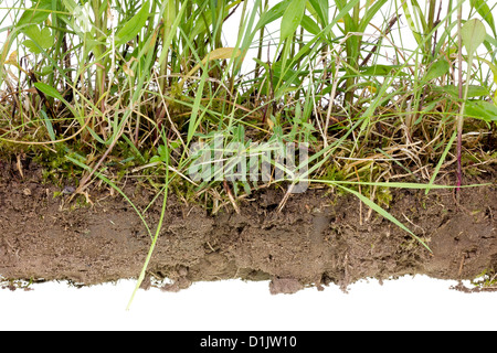 L'humus des sols non cultivés du fragment isolé avec les mauvaises herbes sauvages de l'herbe. Selective focus Banque D'Images