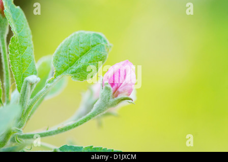 Close up de fleurs de la cerise Banque D'Images
