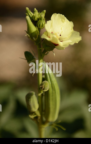 Fleur et gousse d'un gombo (Abelmoschus esculentus) Banque D'Images