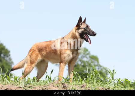 Chien Berger Belge Malinois profil standard adultes Banque D'Images