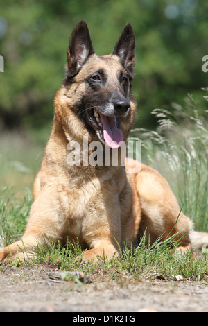 Chien Berger Belge Malinois des profils couché Banque D'Images