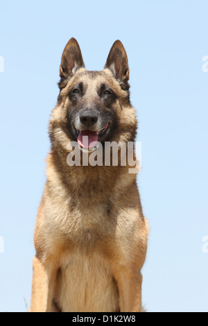 Chien Berger Belge Malinois face portrait adultes Banque D'Images